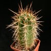 Trichocereus_chiloensis